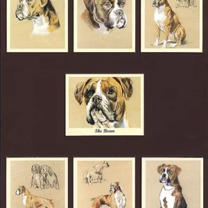 D1 The Boxer modern Collectors Card Set (7) G-era ( History, Key Facts, Care, Temperament, General Appearance, Character, Title Card. )