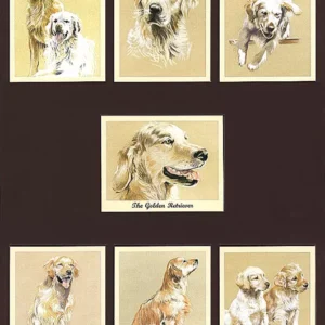 D10 The Golden Retriever Modern Collectors Card Set (7) G-era ( History, Key Facts, Care, Temperament, General Appearance, Character, Title Card. )