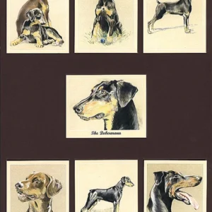 D7 The Dobermann Modern Collectors Card Set (7) G-era ( History, Key Facts, Care, Temperament, General Appearance, Character, Title Card. )