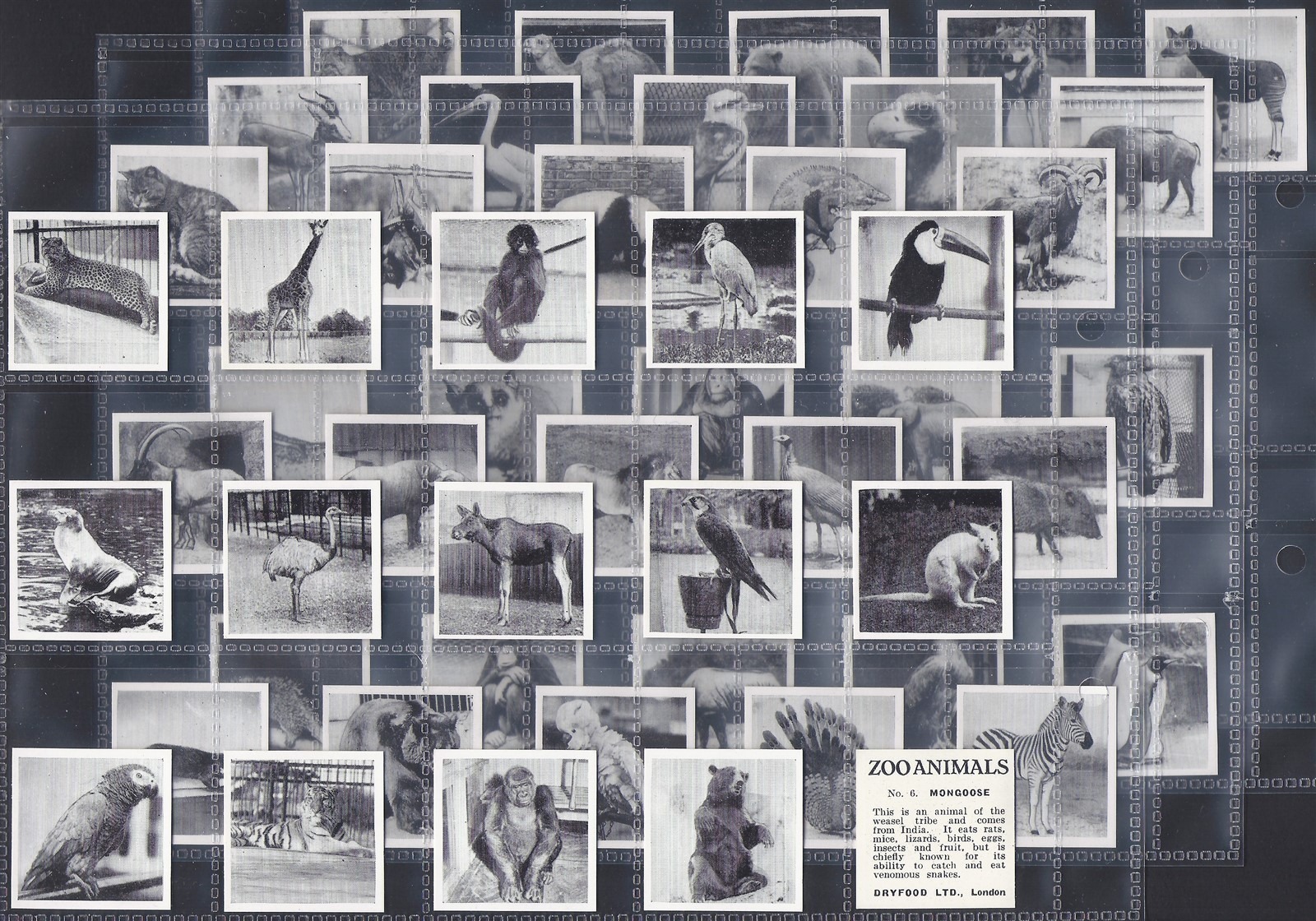 AZ2/26 1955 Dryfood Zoo Animals 1955 full card set