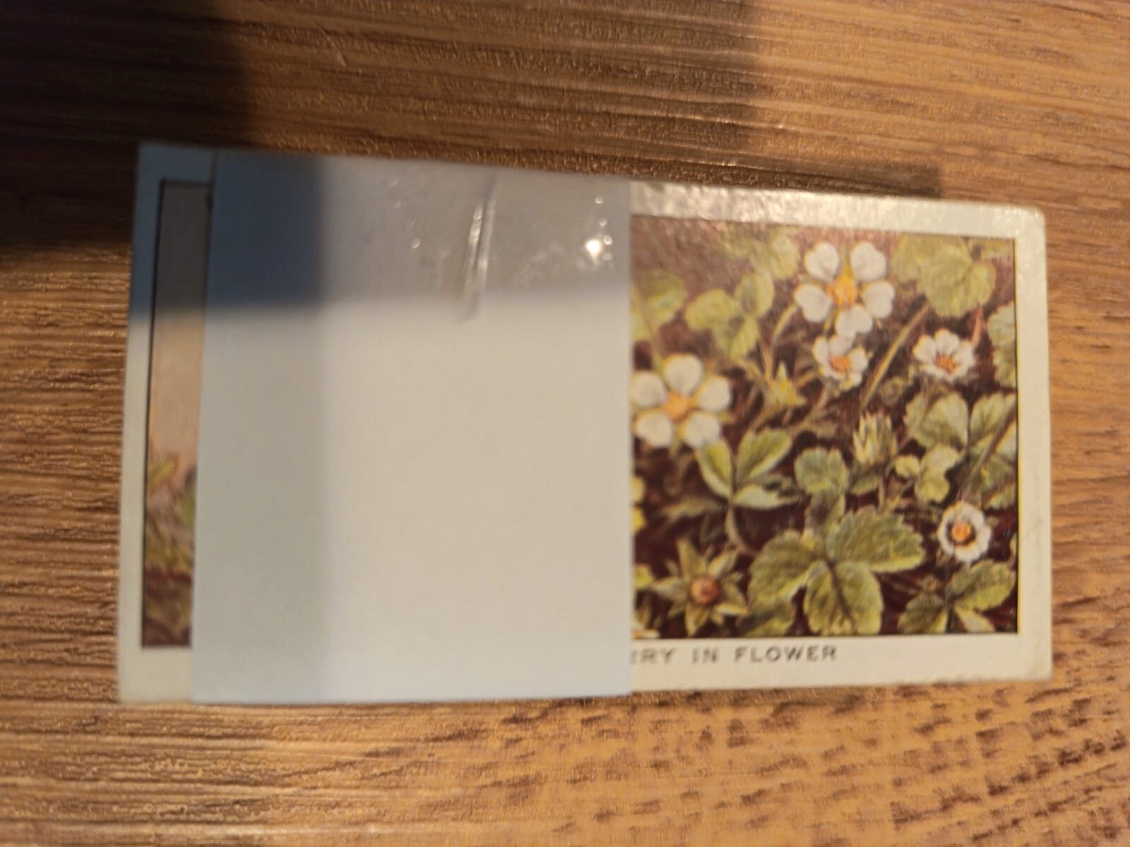 AZ1/C72 Life in the hedgerow 1950 WD & HO Wills Full Cigarette card set