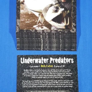 AZ2/61 Design at London colour - Underwater Predators 2018 Modern Collectors Card Set